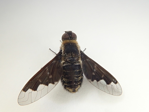 Hemipenthes morioides (Coquillett) Coquillett