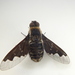 American Morio Bee Fly - Photo (c) Eric Knopf, some rights reserved (CC BY-NC), uploaded by Eric Knopf