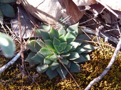 Echeveria paniculata