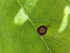 Acericecis ocellaris