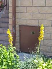 Asphodeline