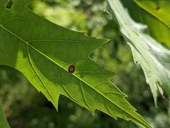 Acericecis ocellaris