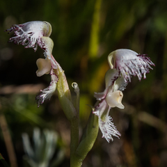 Huttonaea grandiflora