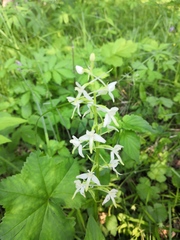Platanthera bifolia