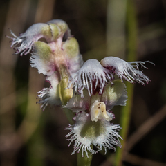 Huttonaea grandiflora