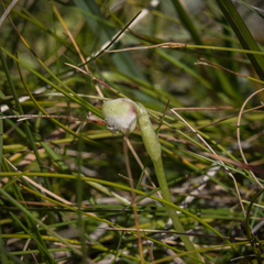 Huttonaea grandiflora