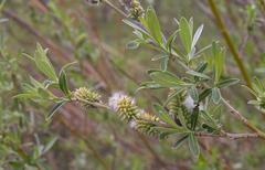 Salix lemmonii