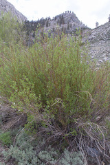 Salix lemmonii