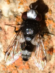 Sphenometopa fastuosa