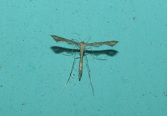 Stenoptilodes taprobanes
