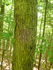 Ostrya virginiana image