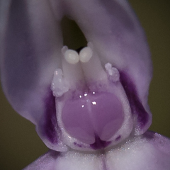 Brownleea macroceras