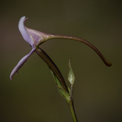 Brownleea macroceras