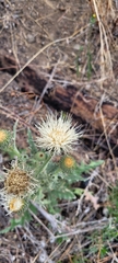 Cirsium cymosum