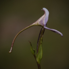 Brownleea macroceras