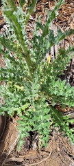 Cirsium cymosum
