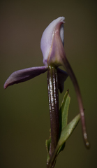 Brownleea macroceras