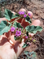 Acleisanthes chenopodioides