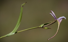 Brownleea macroceras