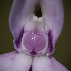 Brownleea macroceras