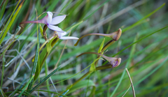 Brownleea macroceras