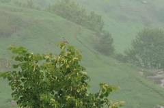 Curruca communis