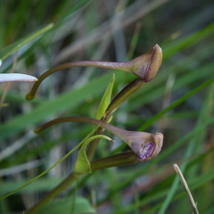 Brownleea macroceras