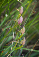 Brownleea macroceras
