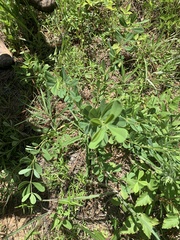 Baptisia nuttalliana
