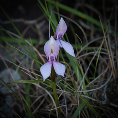 Brownleea macroceras