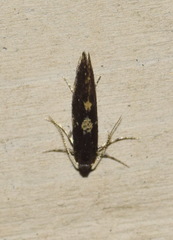 Narycia duplicella