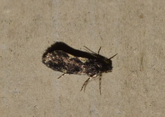 Narycia duplicella