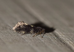 Narycia duplicella
