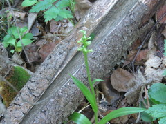Platanthera aquilonis