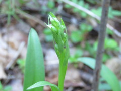 Platanthera aquilonis