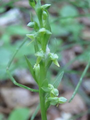 Platanthera aquilonis