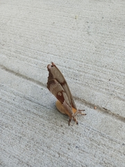 Antheraea polyphemus