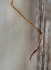 Apterobittacus apterus