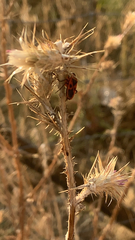 Pyrrhocoris apterus