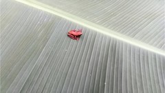 Hyperolius bolifambae