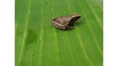 Phrynobatrachus auritus