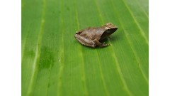 Phrynobatrachus auritus