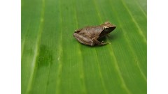 Phrynobatrachus auritus