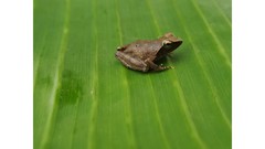 Phrynobatrachus auritus