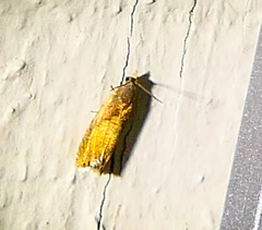 Dichrorampha bittana