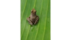 Phrynobatrachus auritus