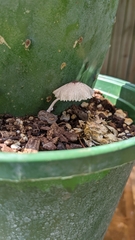 Leucocoprinus ianthinus