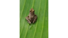 Phrynobatrachus auritus