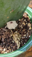 Leucocoprinus ianthinus