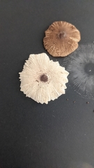 Leucocoprinus ianthinus